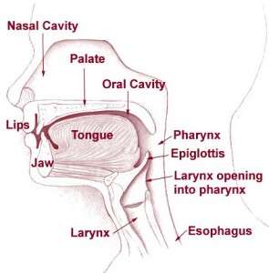 vocal anatomy